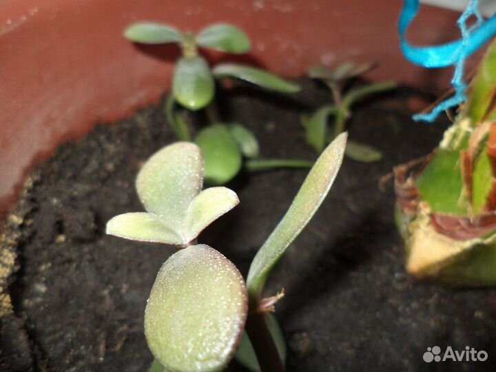 Маленькое деревце