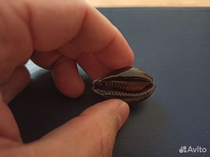 Морская раковина