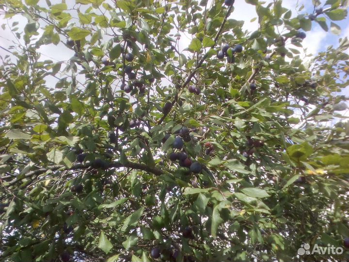 Саженцы лимонник, слива, малина, крыжовник