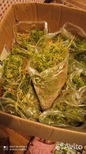 Мох сфагнум,исландский мох цетрария- осений сбор