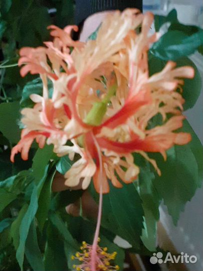 Сортовой гибискус Шизопеталус