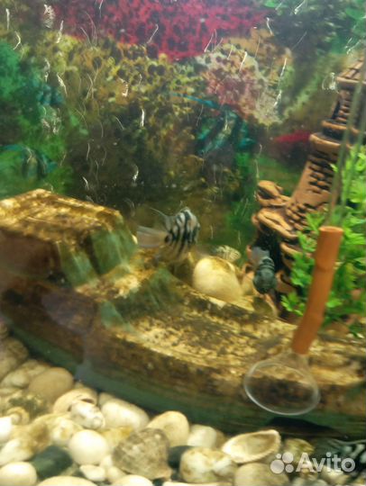 Аквариум с рыбками