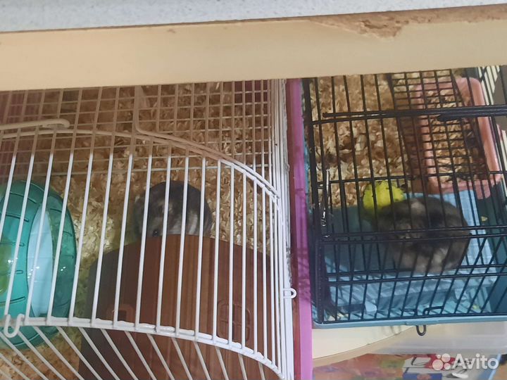 Клетка для джунгарского хомяка