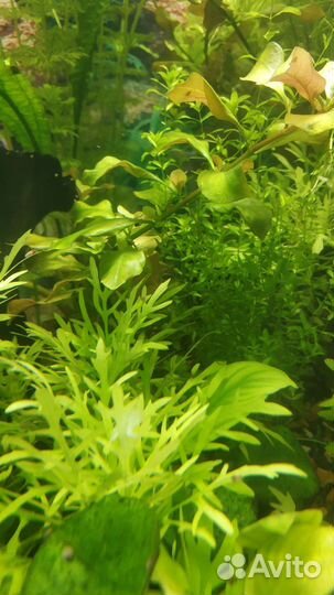 Прополка аквариумных растений