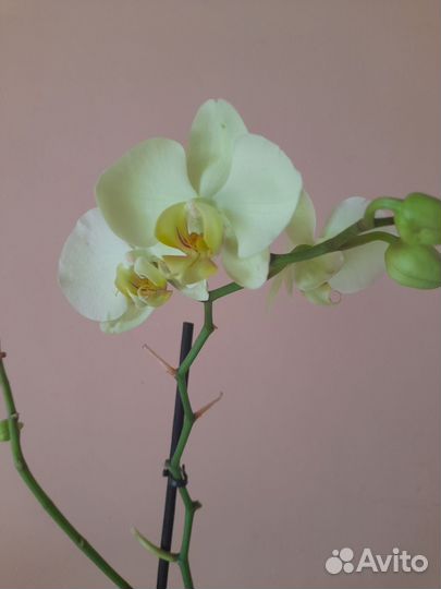Орхидеи отцветашки