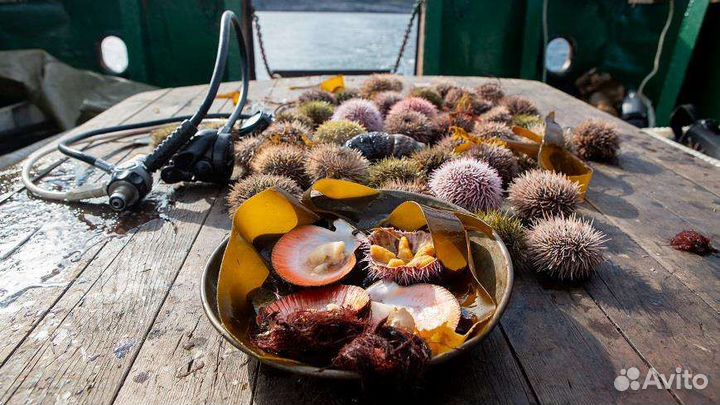 Свежий гребешок и еж