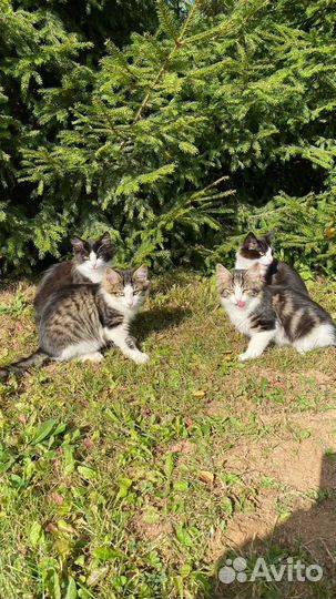 Котята в добрые руки