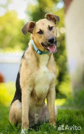 Очаровательный Бондо