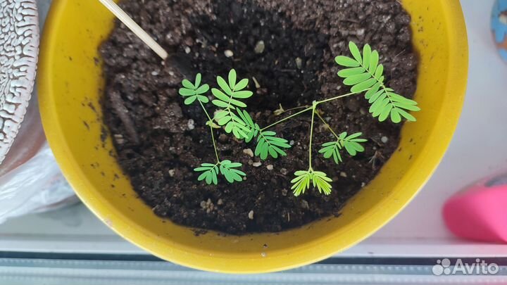 Мимоза стыдливая