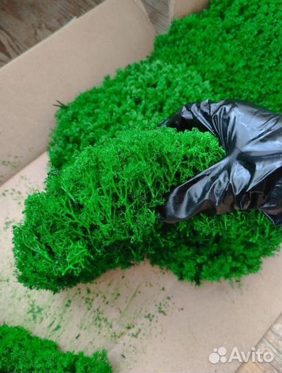 Премиум мох Королевский ягель кочка