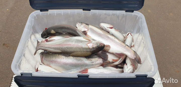 Форель холодно и горячего копчения