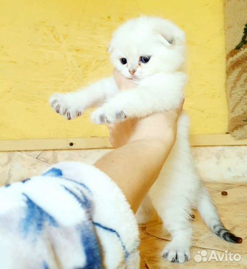 Шотландские шиншиллы