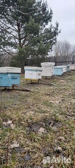 Продам пчелосемьи