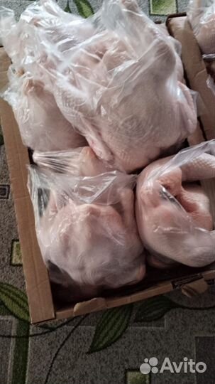 Куры бройлеры тушки мясо. Халяль