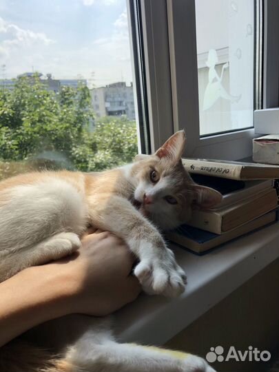 Рыжий кот Персик