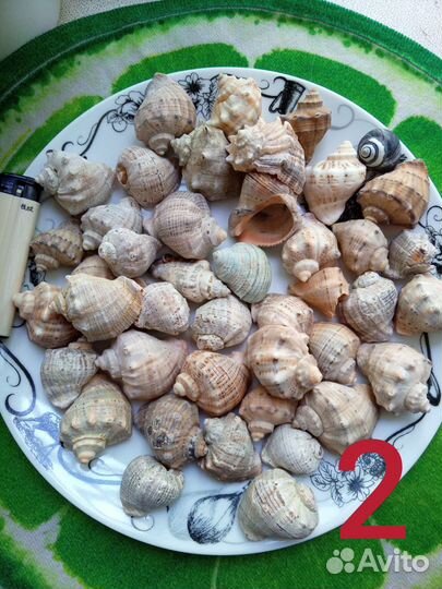 Морские ракушки