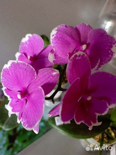 Орхидея фаленопсис биг лип