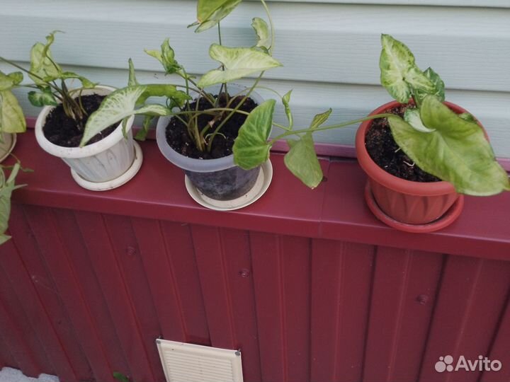 Комнатные цветы