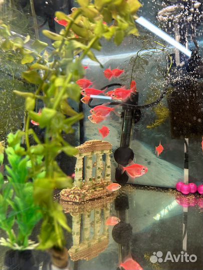 Аквариумные рыбки