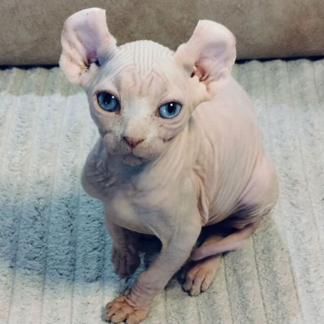 Эльф котёнок