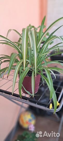 Хлорофитум