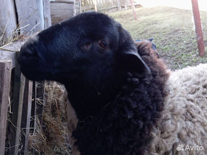 Обмен или продажа баран дорпер
