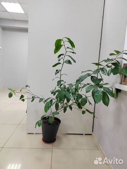 Лимон Мэйер