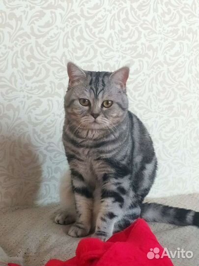 Кот на вязку