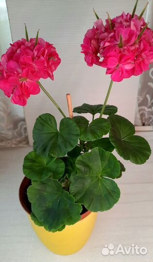 Сортовые пеларгонии