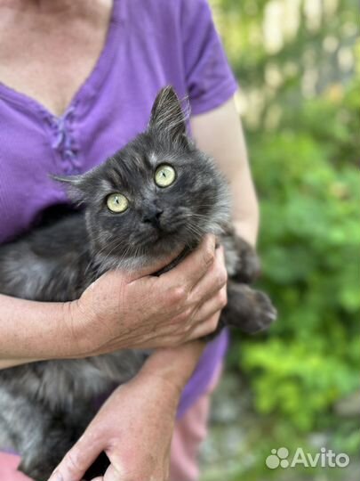 Персидский котик в добрые руки