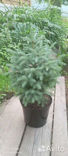 Ель голубая