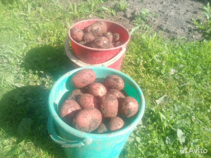 Продам картофель