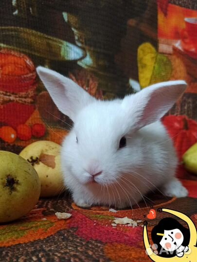 Кролик карликовый гермелин