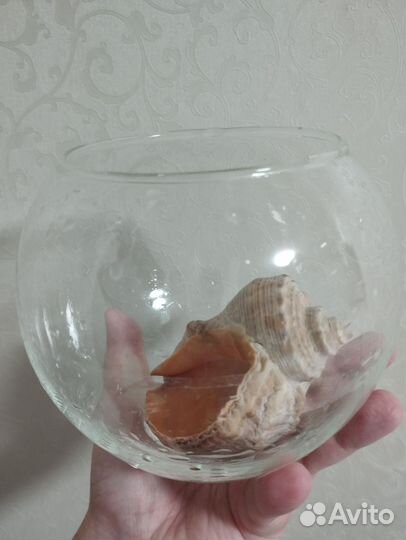 Аквариум круглый 1.5 л с ракушкой