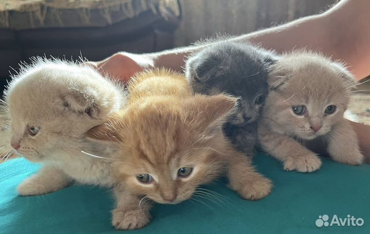 Шотландские котята