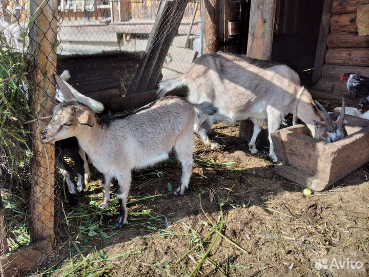 Высокоудойные козы