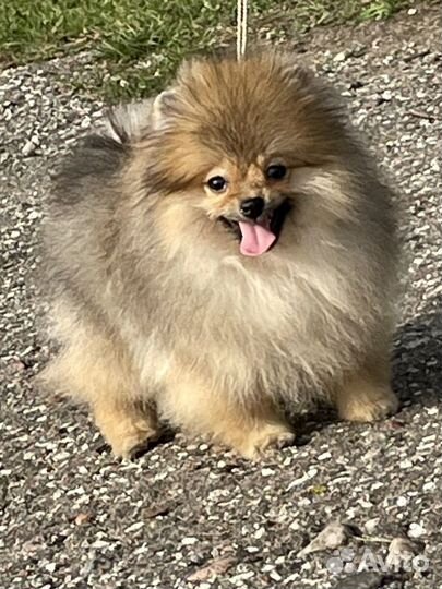 Щеночек померанского шпица
