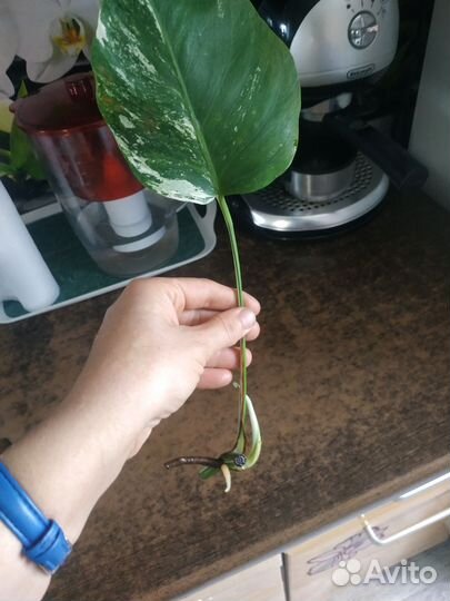 Монстера Альба