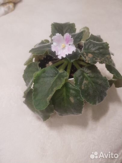 Фиалка сорт Зефир