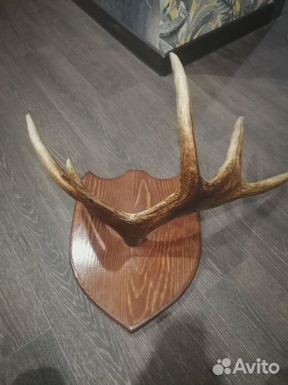 Рога лося на медальоне