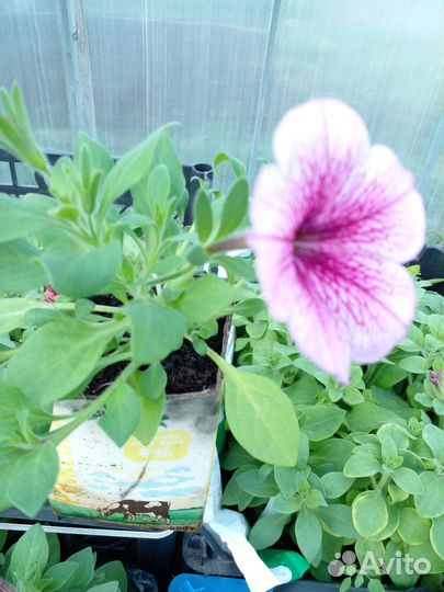 Рассада петуньи