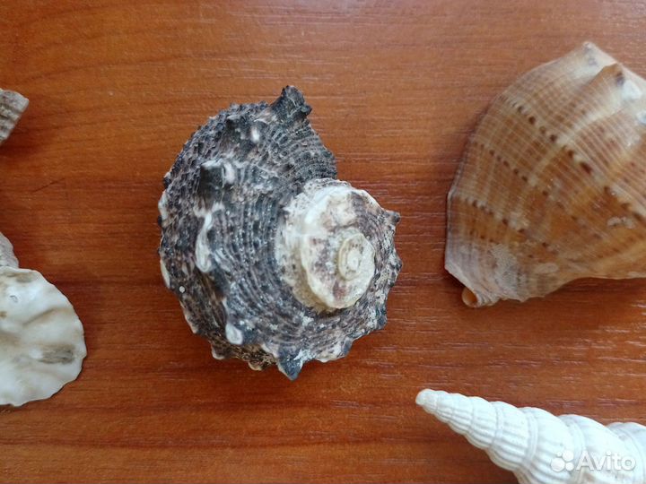 Набор морских ракушек