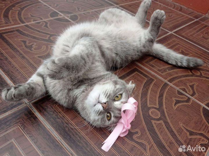 Кошка