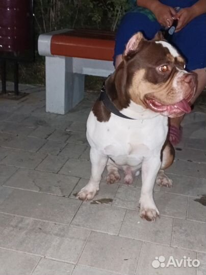 Вязка, Амбулли