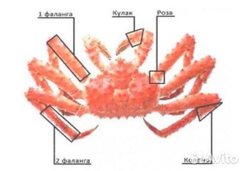 2 фаланга камчатского краба 6-8 см