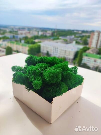 Мох стабилизированный оптом и в розницу