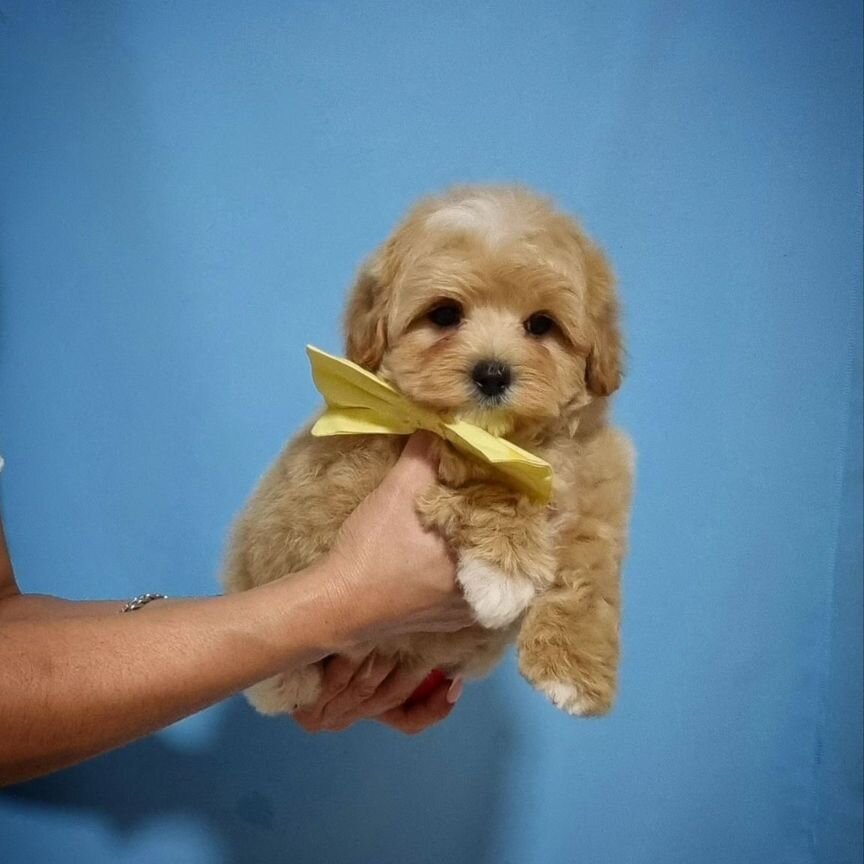 Мальчик maltipoo F1, мини