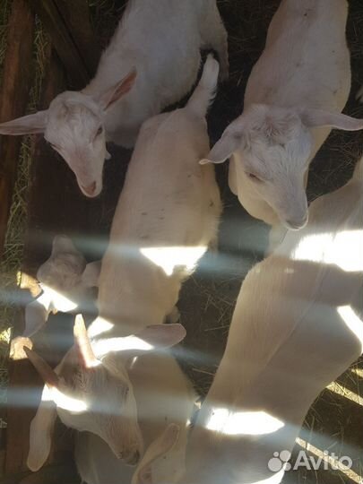 Козочки и козлика