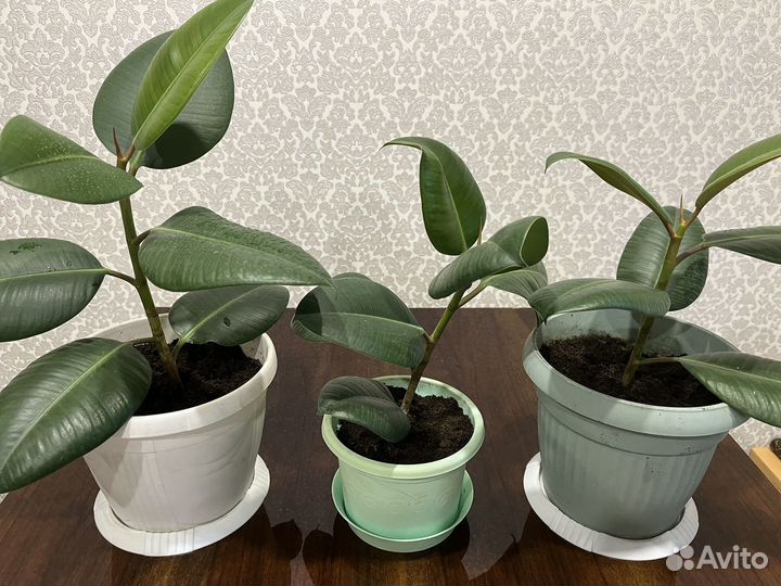 Продам фикусы