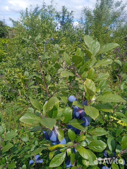 Саженцы сливы, вишни, многолетние цветы, ягоды